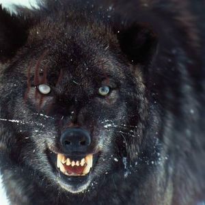 Meet your Posher, Aj